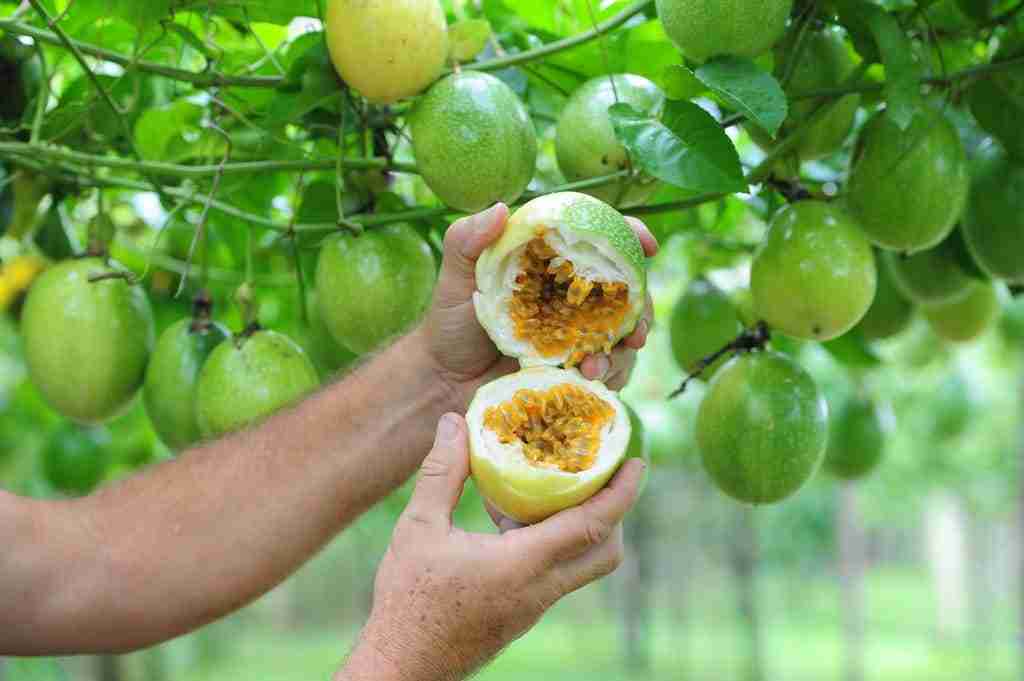 Brasil representa cerca de 70% da produção mundial de maracujá