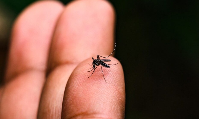 Brasil se aproxima de 6 milhões de casos e 4 mil mortes por dengue