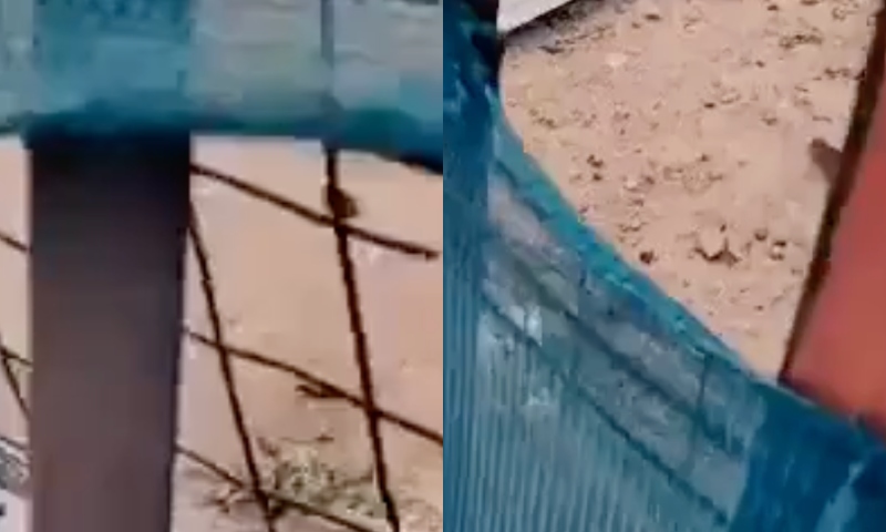 Jovem amante dos animais tem fim trágico ao inventar de fazer carinho em pitbulls; veja vídeo