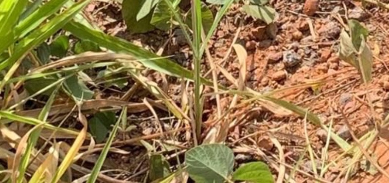 Homem p3rde o pé e m0rre em grave ac1dente na AM-070; veja imagens