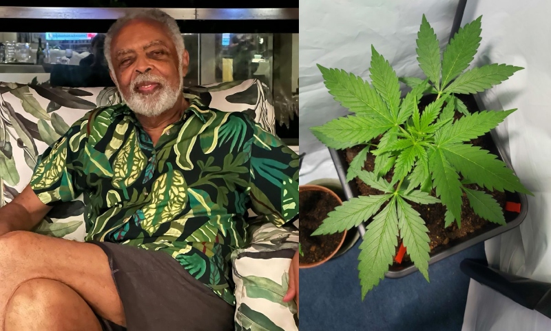 Após decisão do STF, Gilberto Gil revela aos 82 anos que usa maconha desde a juventude