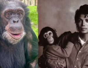 Bubbles, o famoso chimpanzé de Michael Jackson, recebe herança de R$ 10,9 milhões do cantor