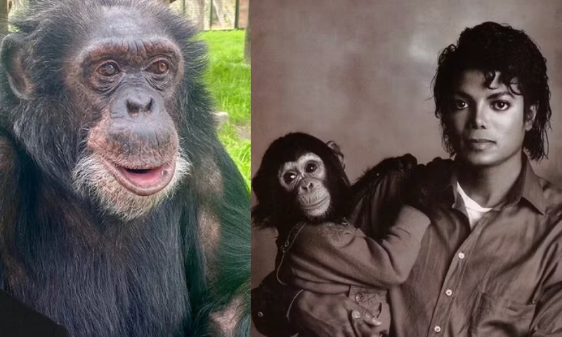 Bubbles, o famoso chimpanzé de Michael Jackson, recebeu herança de R$ 10,9 milhões do cantor