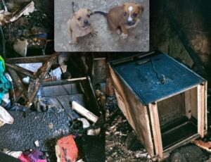 Criança de 5 anos põe fogo na casa após pais não deixarem menina ficar com cachorros de rua; veja vídeo