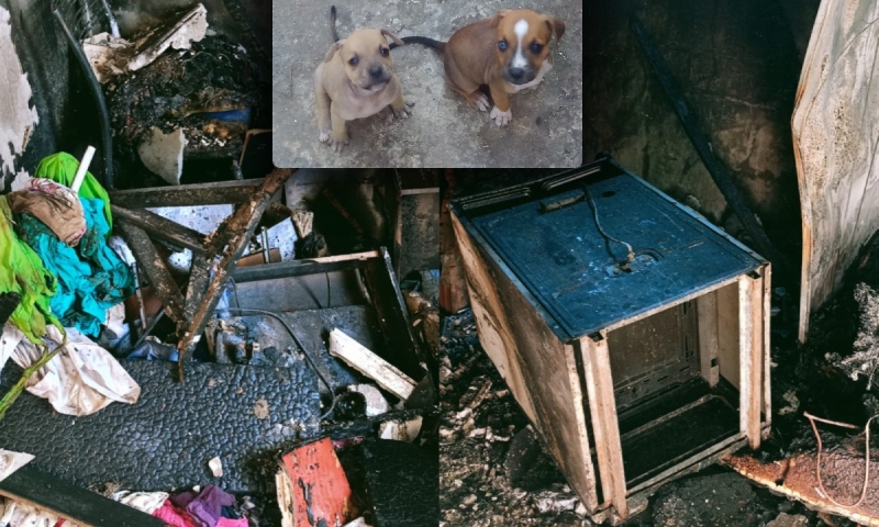 Criança de 5 anos põe fogo na casa após pais não deixarem menina ficar com cachorros de rua; veja vídeo