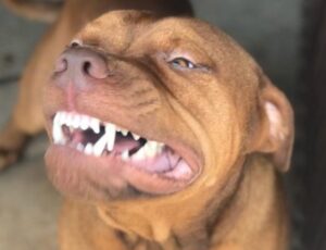 Menina de 2 anos é at4cada por Pitbull e tem rOsto dil4cerado