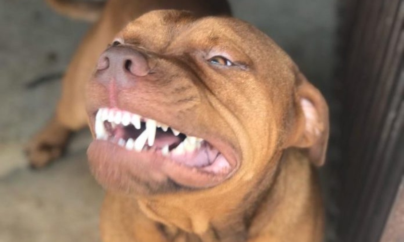 Menina de 2 anos é at4cada por Pitbull e tem r0sto dil4cerado