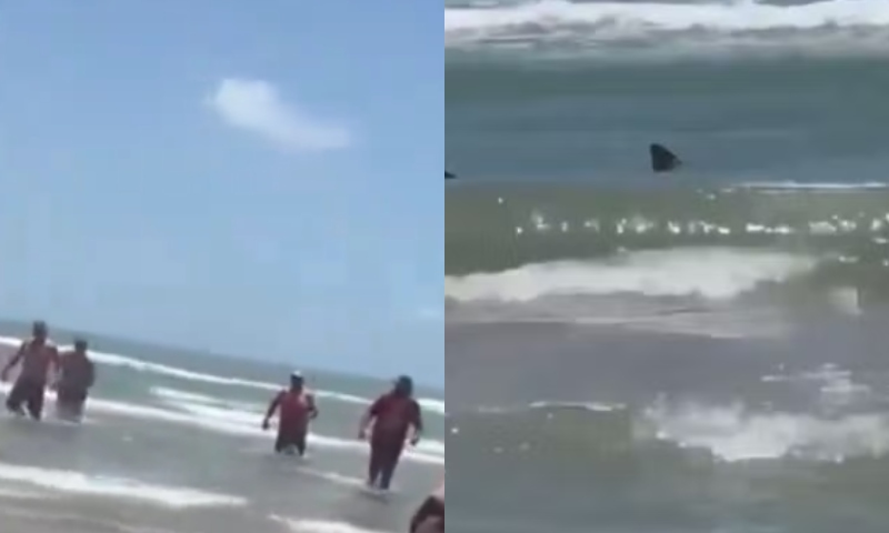 Tubarão at4ca banhistas e causa pânico em praia; veja vídeo