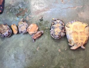 Tartarugas são resgatadas na zona Leste de Manaus; veja