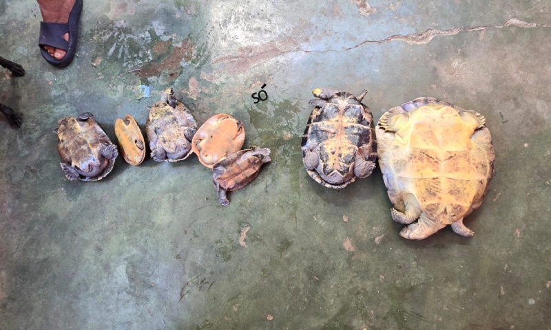 Tartarugas são resgatadas na zona Leste de Manaus; veja