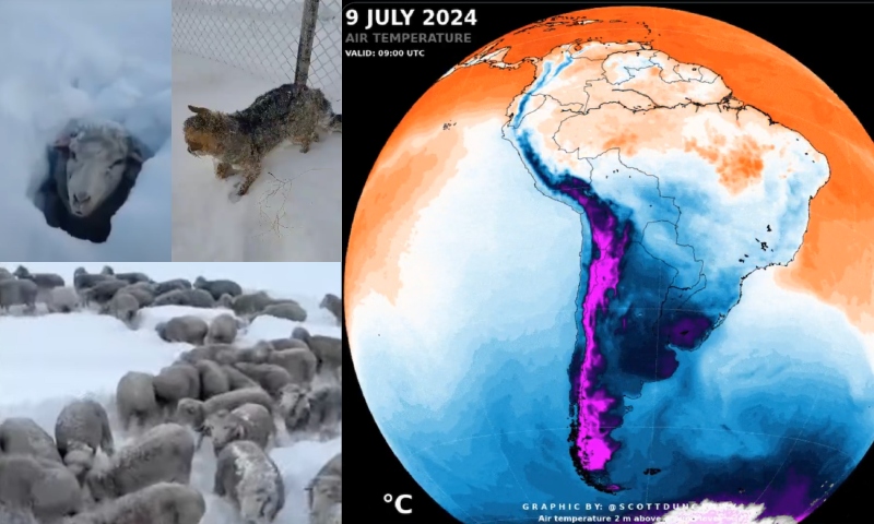 Onda de frio na Argentina faz animais congelarem e deixa fazendeiros desesperados; veja vídeo
