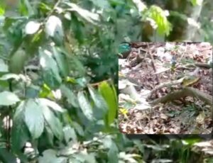 Urgente: c0rpo em dec0mposição é encontrado no Jorge Teixeira; veja vídeo