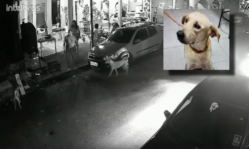 Homem que ass4ssin0u cach0rro a f4cadas no Lírio do Vale é preso; veja vídeo