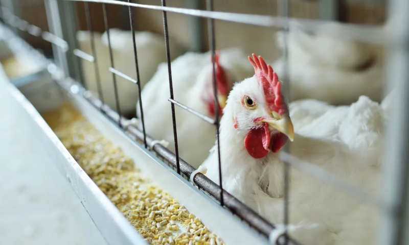 Ministério da Agricultura descarta novos casos de doença aviária no Brasil