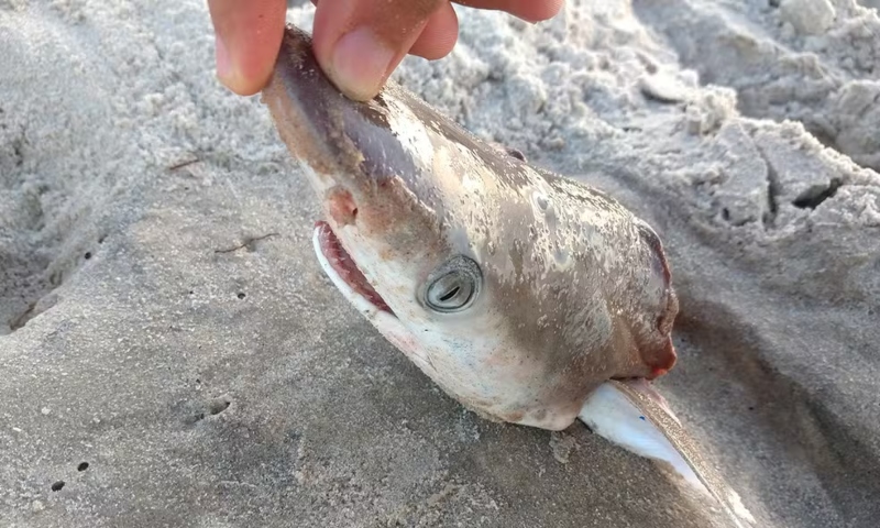 Tubarões viciados em cocaína: pesquisa inédita da Fiocruz detecta contaminação dos animais no Rio de Janeiro