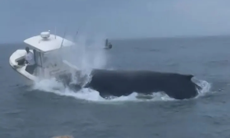 Veja momento em que baleia derruba barco e lança pessoas ao mar
