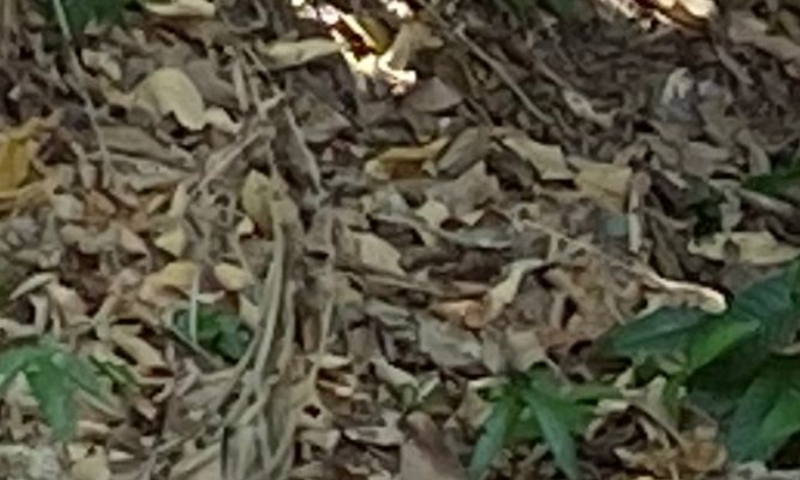 C4beça decep4da é encontrada no bairro Santo Antônio; veja vídeo