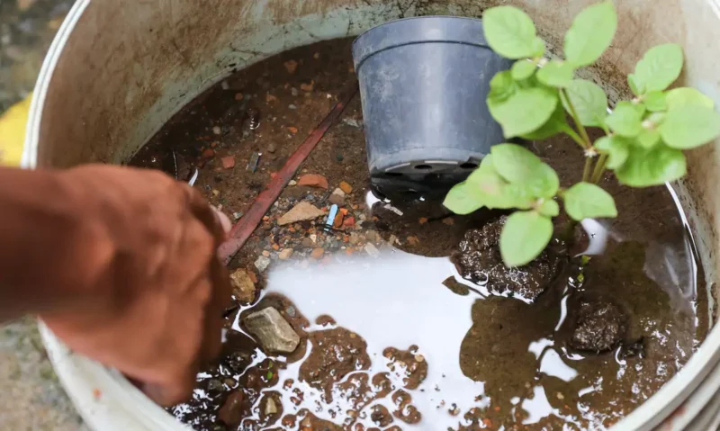 Brasil ultrapassa marca de 5 mil m0rtes por dengue