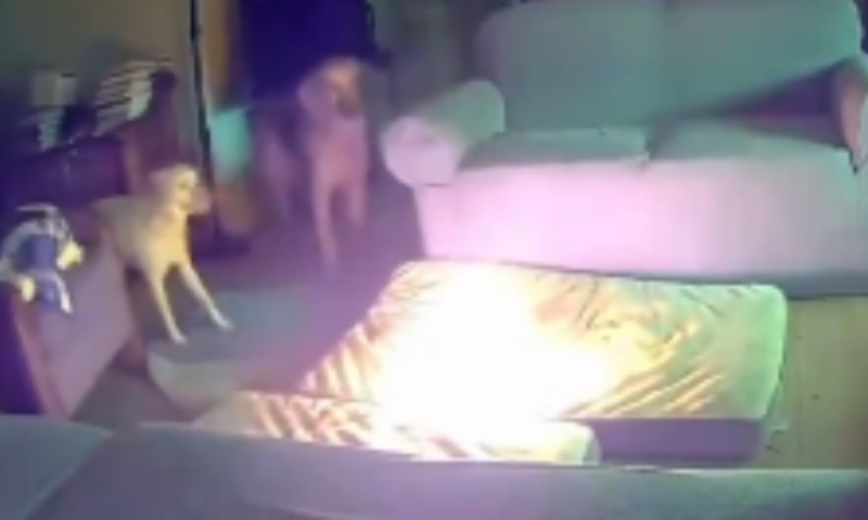 Veja momento em que cachorro toca fogo em casa após morder carregador