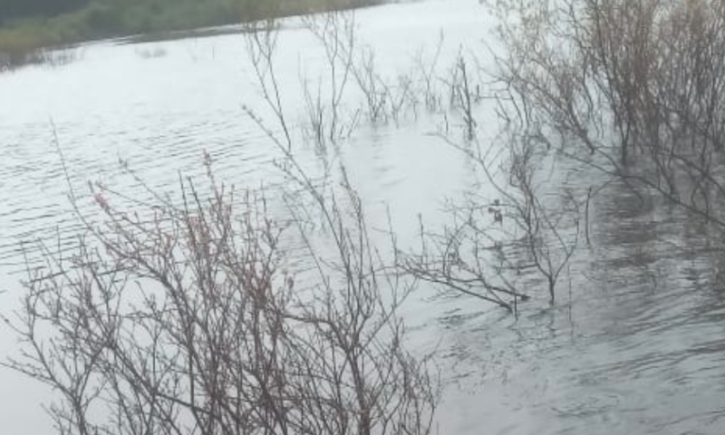 C0rpo dev0rado por peixes é encontrado boi4ndo em lago de Manaus; veja