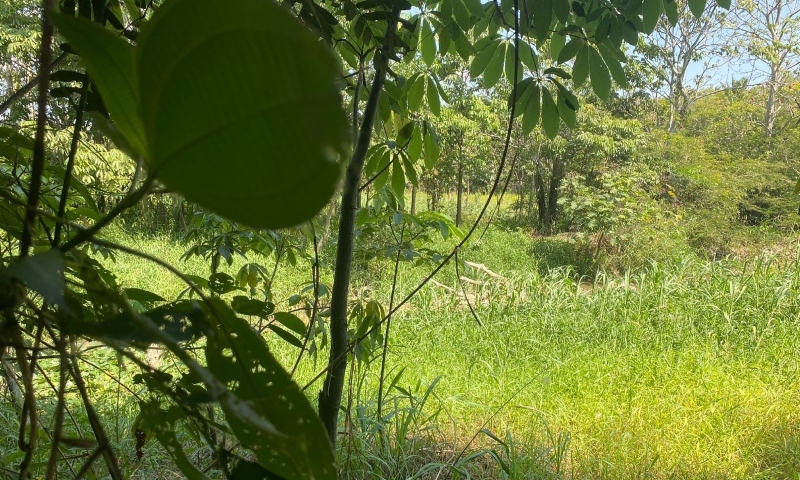 Cad4ver é encontrado às margens de igarapé em Manaus; veja vídeo