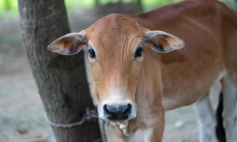 Homem é atacado por vaca ao tentar abus4r de animal em mata