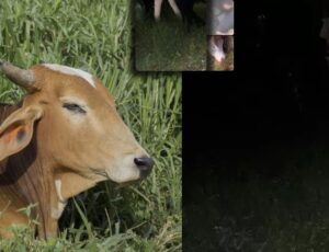 "Sentou a var4": fazendeiro faz invasores de terra e ladrões de gado ch0rarem; veja vídeo