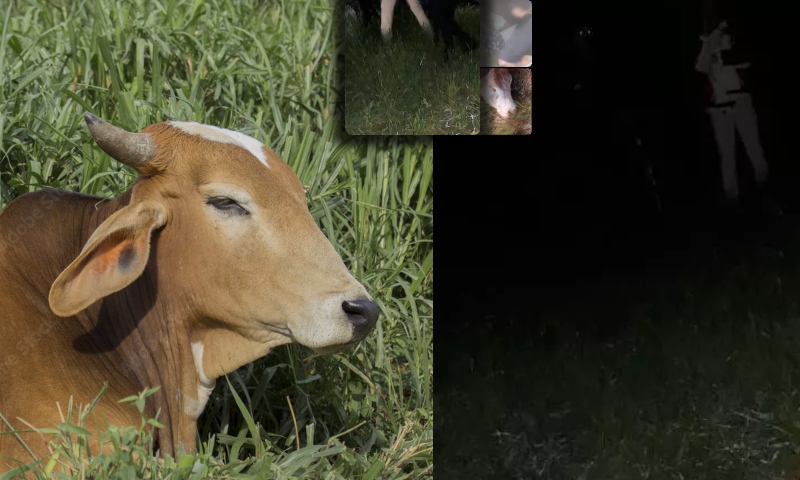 “Sentou a var4”: fazendeiro faz invasores de terra e ladrões de gado ch0rarem; veja vídeo