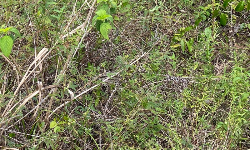 Urgente: mulher é estr4ngulada até a m0rte em matagal do Tarumã; veja