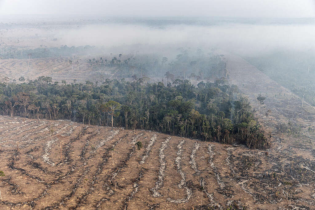 Impactos do desmatamento: Brasil já perdeu 33% das áreas naturais