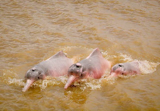Operações de resgate tentam salvar a vida de botos da Amazônia