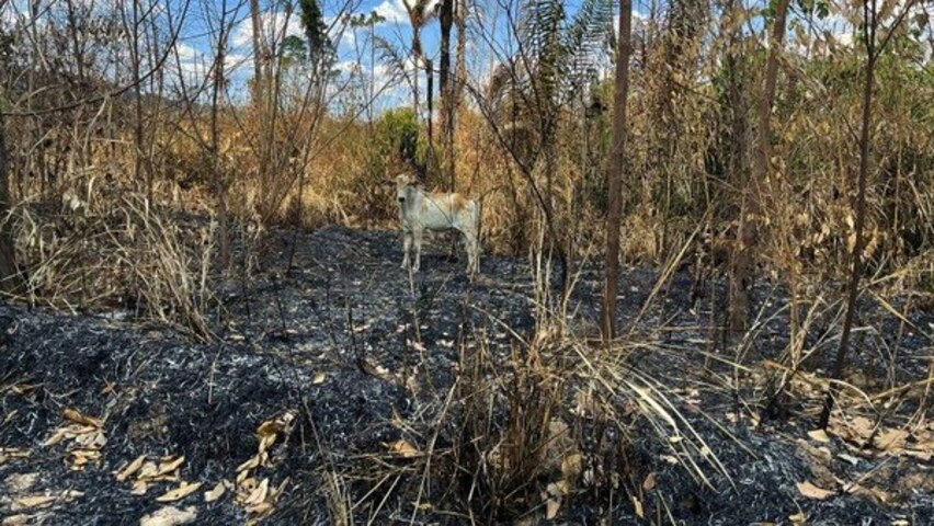 Pará entra em estado de emergência e proíbe uso de fogo em pastagens