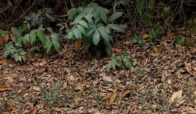 Urgente: corp0 tortur4d0 e incendi4do é encontrado no ramal do Brasileirinho; cenas f0rtes