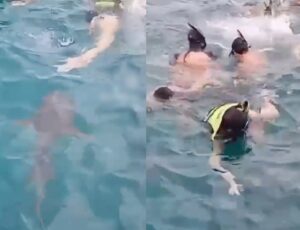 Tubarão deixa banhistas desesperados em Fernando de Noronha: "Óh o bichão ai do teu lado!"; veja vídeo