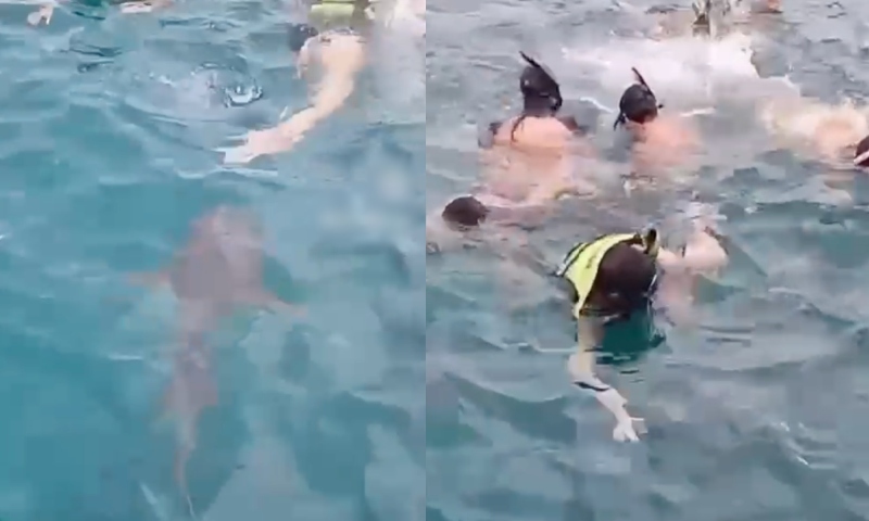 Tubarão deixa banhistas desesperados em Fernando de Noronha: “Óh o bichão”; veja vídeo