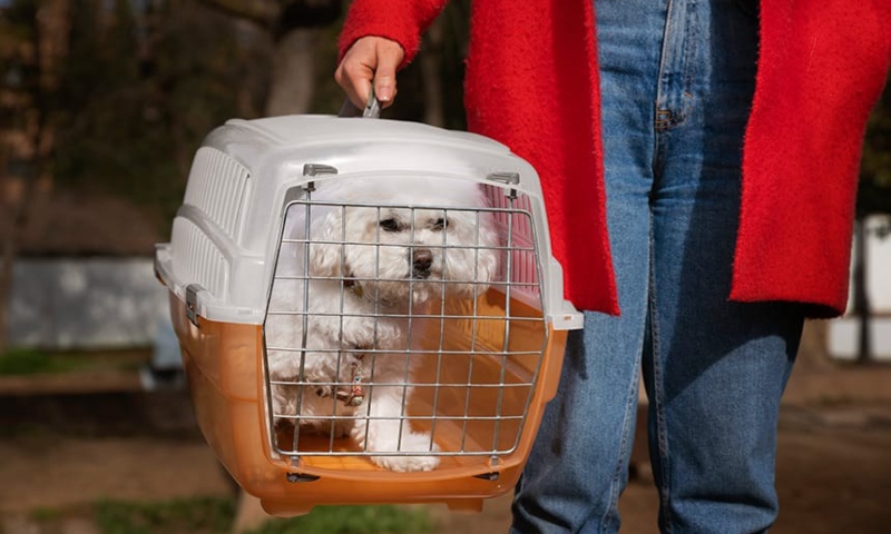 Senado vai discutir projetos para dar segurança no transporte de animais domésticos