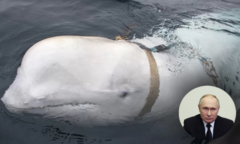 Baleia que seria ‘espiã’ de Putin é encontrada m0rta