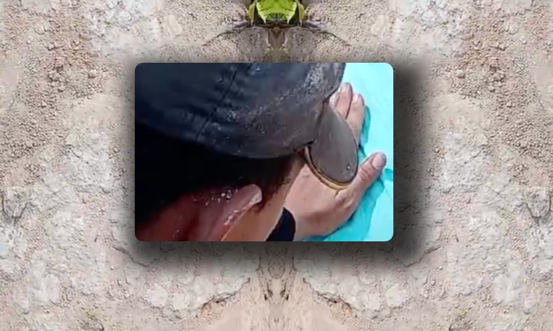 Urgente: homem bale4do ag0niza na Cidade Nova e moradores clamam: “Aceita Jesus antes de tu m0rrer”; veja vídeo