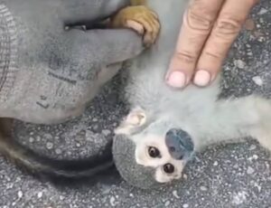 Macaco-de-cheiro é reanimado pelo Corpo de Bombeiros após Incêndio no INPA; veja vídeo