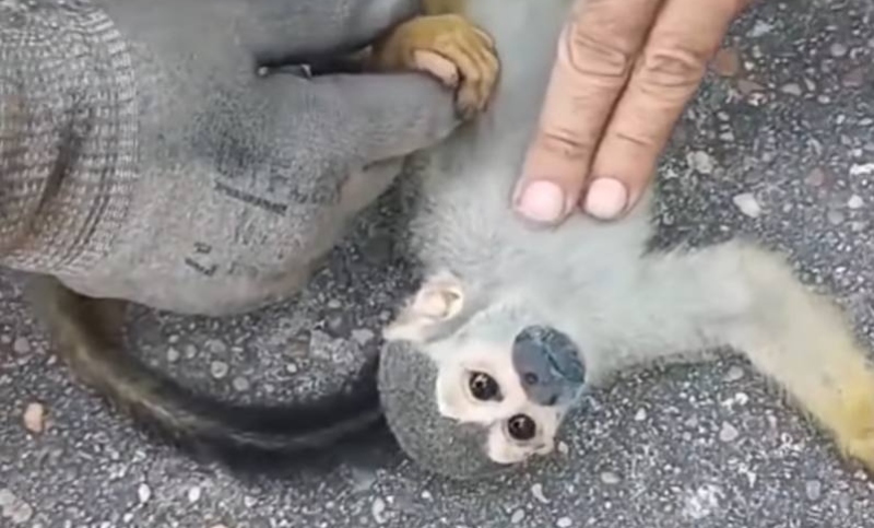 Macaco-de-cheiro é reanimado pelo Corpo de Bombeiros após Incêndio no INPA; veja vídeo