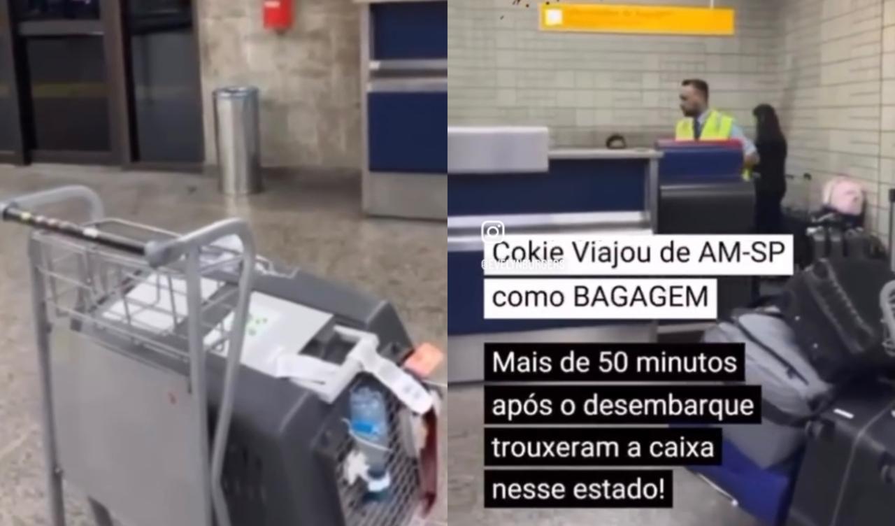 Passageira denuncia Latam após cadela sair banhada de sangu3 do porão de voo que saiu de Manaus; veja