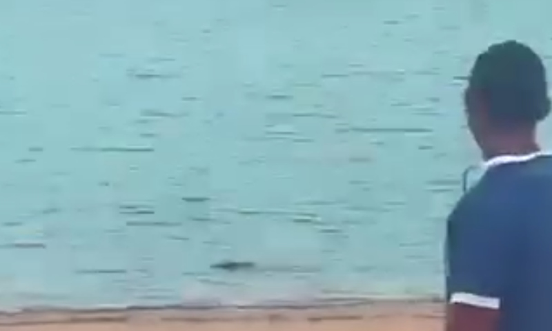 Jacaré enorme é flagrado nadando na Praia da Ponta Negra e assusta banhistas; veja vídeo