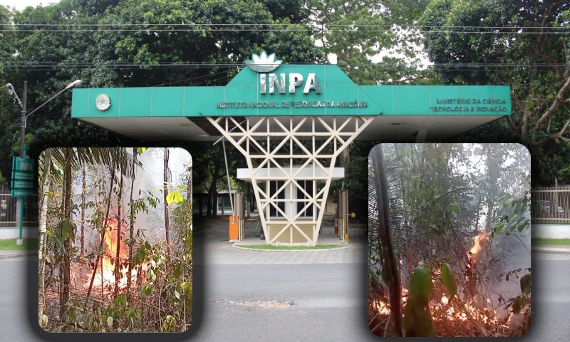 Urgente: Após 5 dias de incêndios na Reserva Ducke, INPA busca brigadistas voluntários; veja vídeo