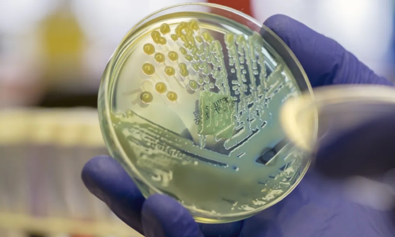 Superbactéria que representa risco de saúde global é detectada no Nordeste