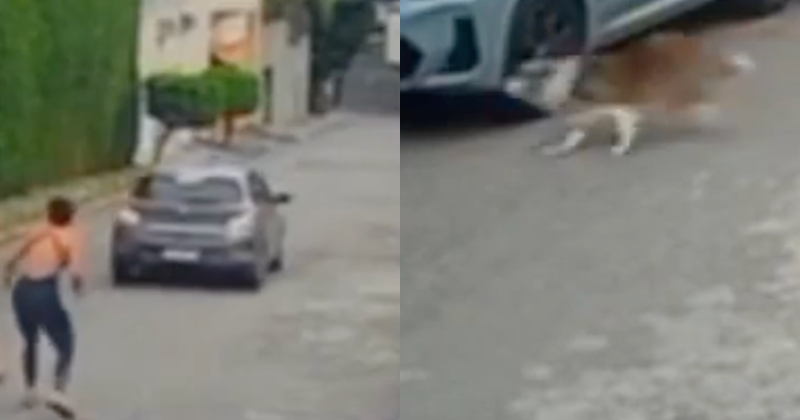 Ex-PM é assassin4d0 a tir0s na frente da esposa e cachorro; veja vídeo