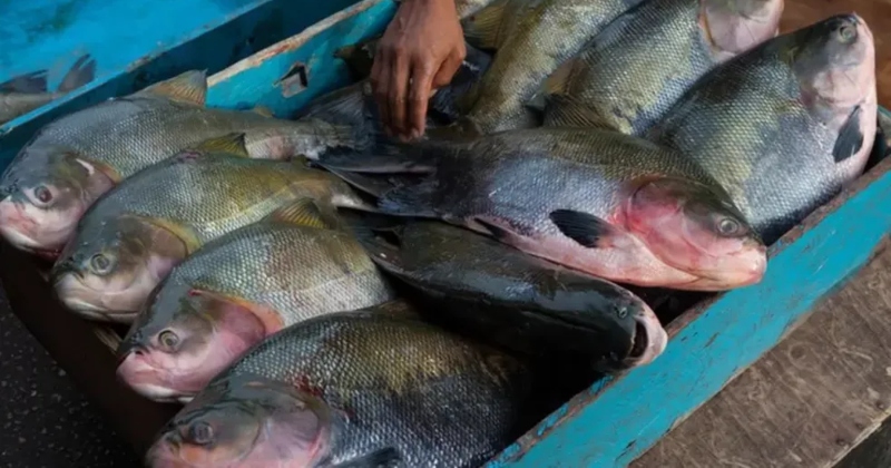 Pesca do tambaqui no Amazonas está proibida até março de 2025; entenda