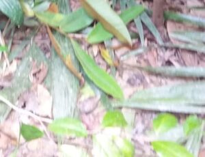 Urgente: homem é encontrado morto próximo ao Ramal Água Branca, em Manaus