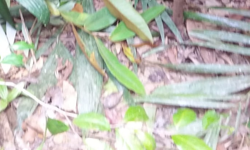 Urgente: homem é encontrado m0rto próximo ao Ramal Água Branca, em Manaus