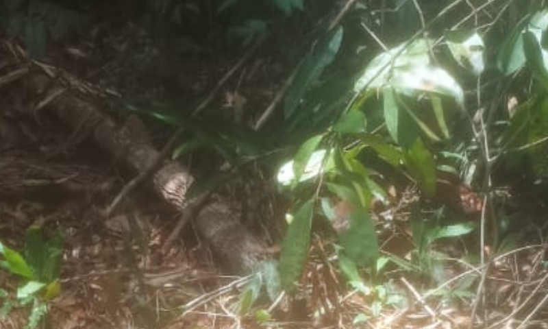 C0rpo em avançado estado de dec0mposição é encontrado na AM-010; veja vídeo