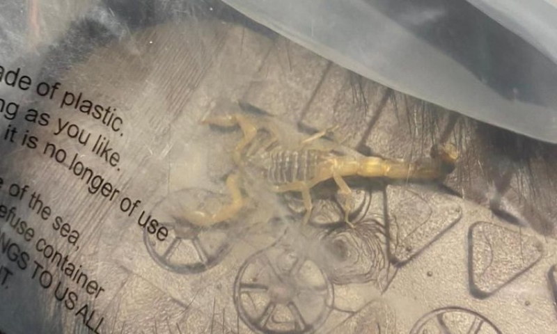 Jovem faz compras na Shein e leva susto ao encontrar escorpião vivo em sua encomenda